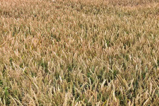 Beautiful and detailed close up view on crop and wheat field textures in northern europe. photo