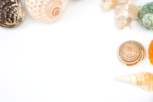 sea shells on a white background photo