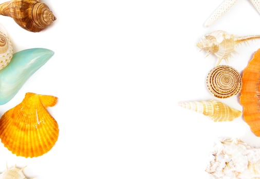 sea shells on a white background photo