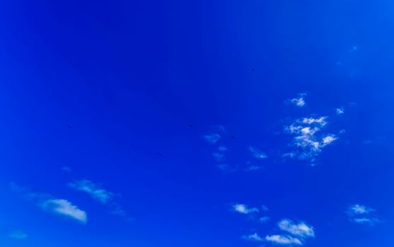 Fregat birds flock fly blue sky background Contoy island Mexico. photo