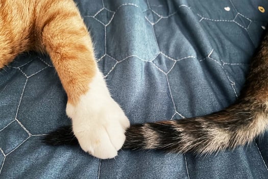 Orange tabby cat catch brown kitten's tail photo