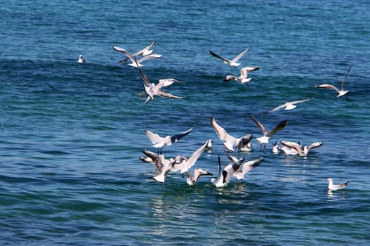 Seagulls in the sky over the sea. photo
