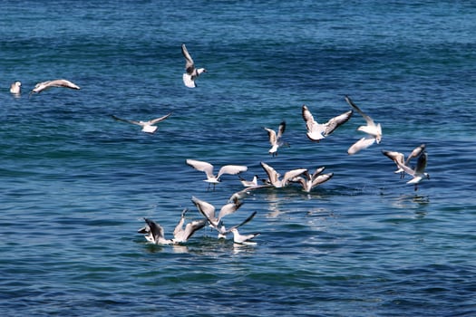 Seagulls in the sky over the sea. photo