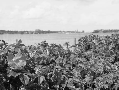 the small city of Arnis at the river schlei photo