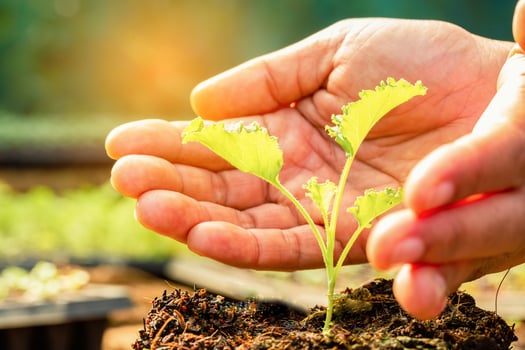 Female hand with seedling, Farm agriculture industry technology, organic young green vegetable in tray, plant hydroponic growing in greenhouse. concept for food healthy, copy space with background photo