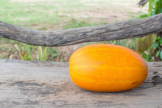 cantaloupe on wooden photo