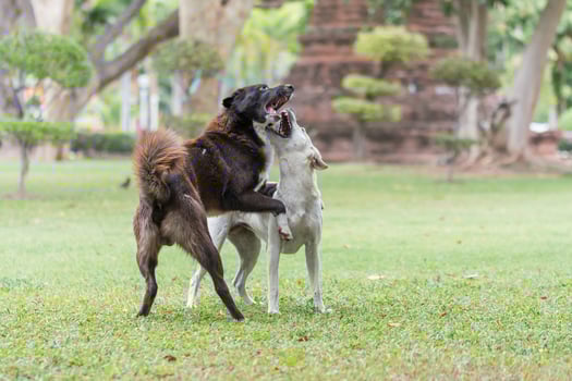 dog playing in garden photo