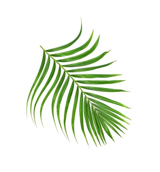 Green leaves of palm tree isolated on white background photo