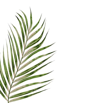 Green leaves of palm tree isolated on white background photo