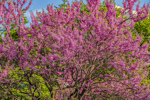 Cherry blossom Sakura spring flowers photo