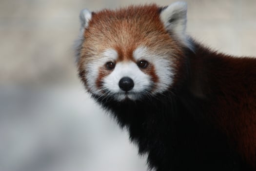 An endangered red panda bear photo