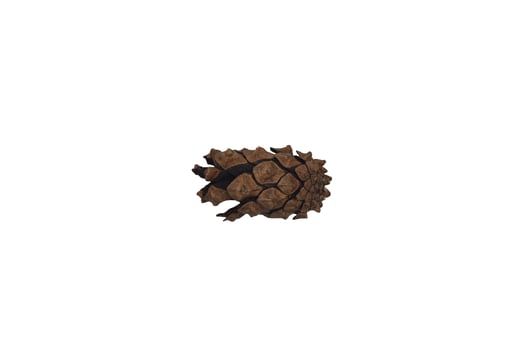 a small brown pine cone photo