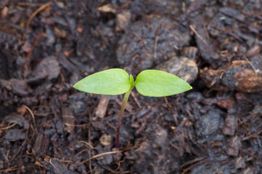 Pepper seedlings close up photo