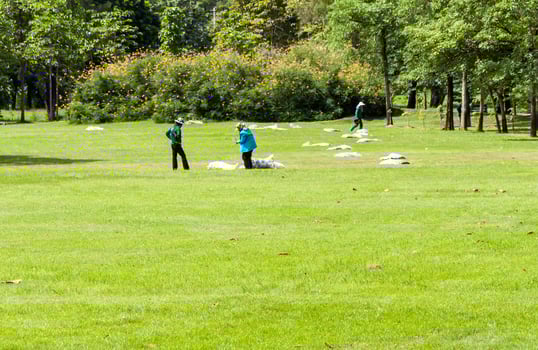 The Collecting grass photo