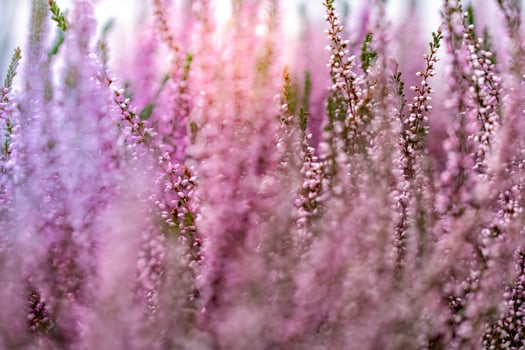 Pink flowers of blooming wild plant photo