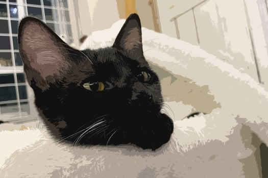 A black kitten with yellow eyes emerging from bed. baby black cat is sitting on bed photo