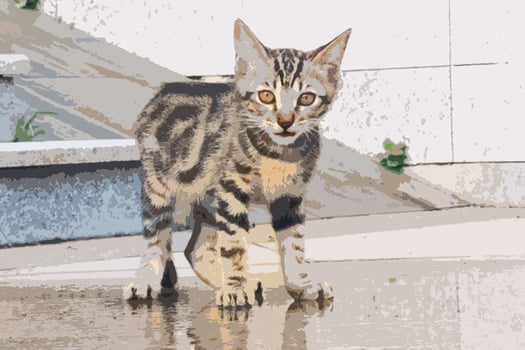 One little brown tabby kitten isolated on a water background. adorable meowing tabby kitten outdoors. adorable meowing tabby kitten outdoors looking at camera photo