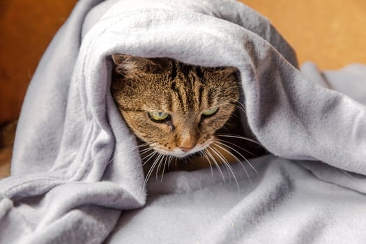 Funny arrogant domestic tabby cat lying on couch under plaid indoors. Kitten resting at home keeping warm hiding under blanket in cold fall autumn winter weather. Pet animal life Hygge mood concept. photo