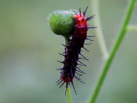 hairy caterpillar insect itchy plant leaf pests photo