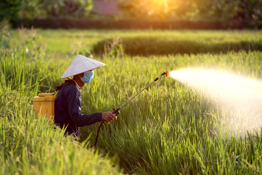 Old farmers spray fertilizer or chemical pesticides in the rice fields, chemical fertilizers. photo