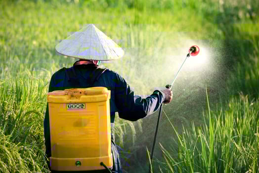 Old farmers spray fertilizer or chemical pesticides in the rice fields, chemical fertilizers. photo