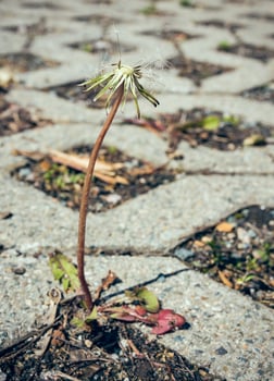Dead dandelion plant growing in paving photo