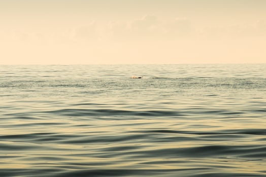 Dolphin on caspian sea coast by Batumi shore on sunset photo