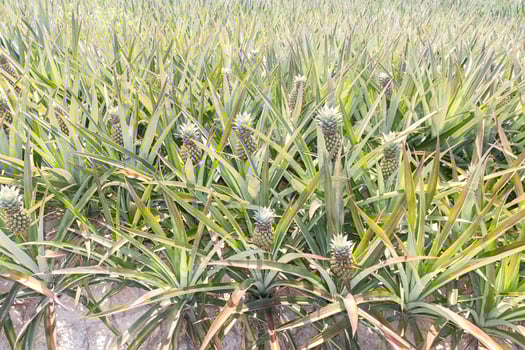 Baby pineapple plantation photo