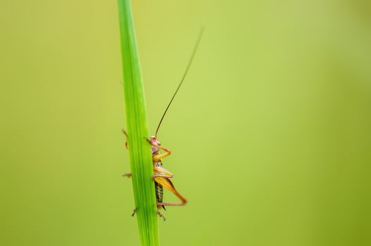one green grasshopper sits on a stalk in a meadow photo