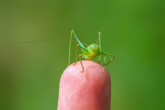 one green grasshopper sits on a finger and warm up photo