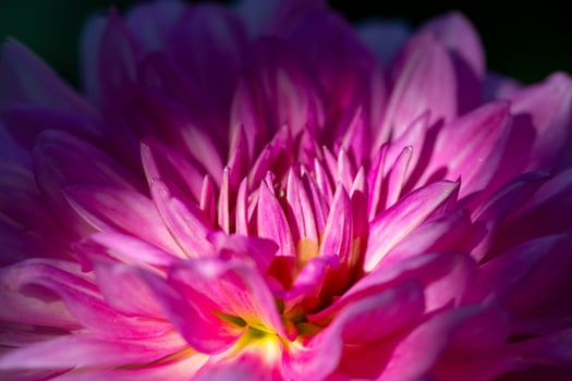 Purple petals dahlia flower in sunlight macro photography. Pink dahlia garden photography. Magenta floral background. photo