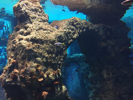 water view fish photo