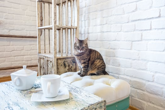 table with kettle and cup, chairs, shelves on the background of a white brick wall in vintage loft interior with cat photo