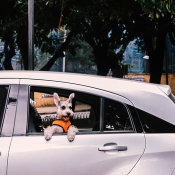 Cute dog on open window photo