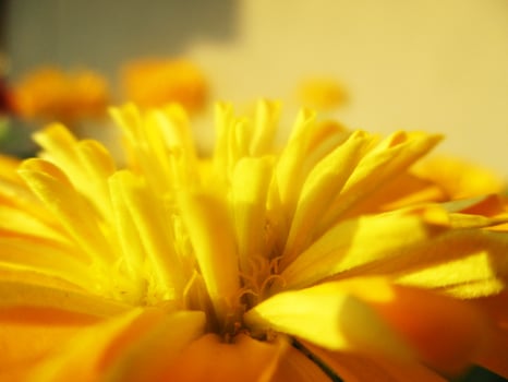 foliage Leaves fruits and Flowers photo