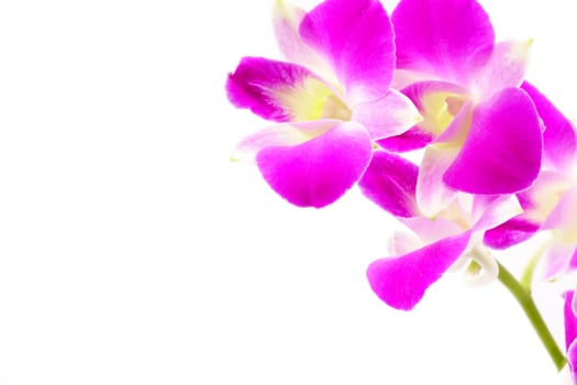 Orchid flower head bouquet isolated on white background photo