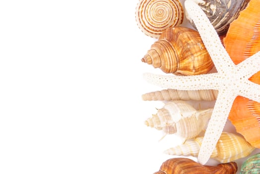 sea shells on a white background photo