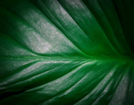 abstract green leaves texture, nature background photo