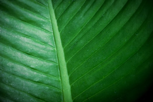 abstract green leaves texture, nature background photo
