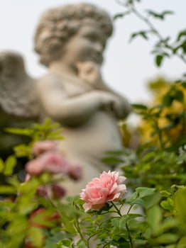 Pink rose in the garden, blur cupid statue background. photo