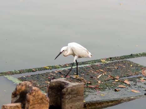 White egrets in capital city, wild life in massive city photo