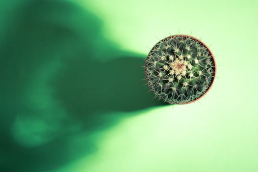 Small cactus on green abstract background. photo