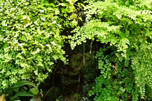 artificial mini waterfall among green tropical plants photo