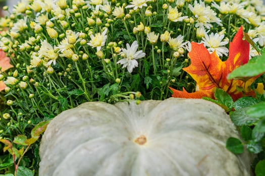 Halloween autumn decoration of pumkins and chrysanthemum flowers on street. Rural market concept photo