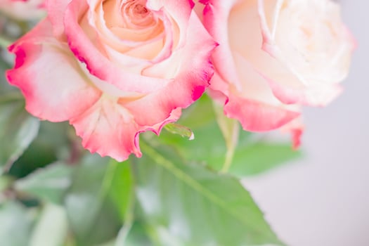 closeup of pink roses with water drops on light background photo