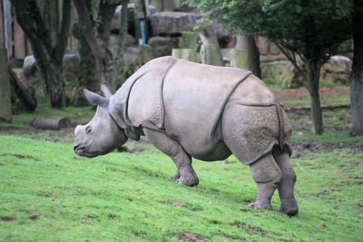 A rhino is standing on the grass in an enclosure photo