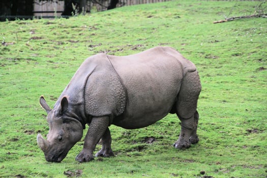 A rhino is grazing on the grass in a field photo
