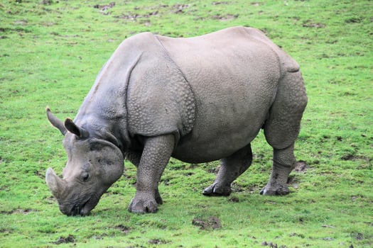 A rhino grazing on grass in a field photo