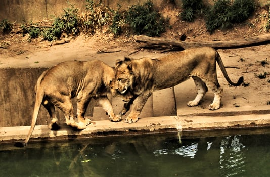 A close up of an African Lion photo