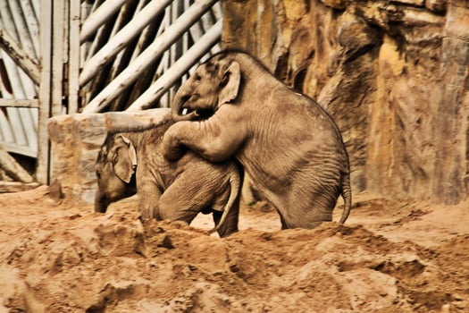 Two elephants playing in the dirt photo